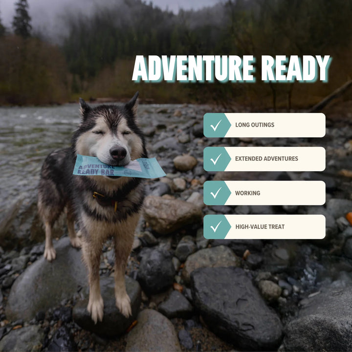 Seafood | Adventure Ready Bar