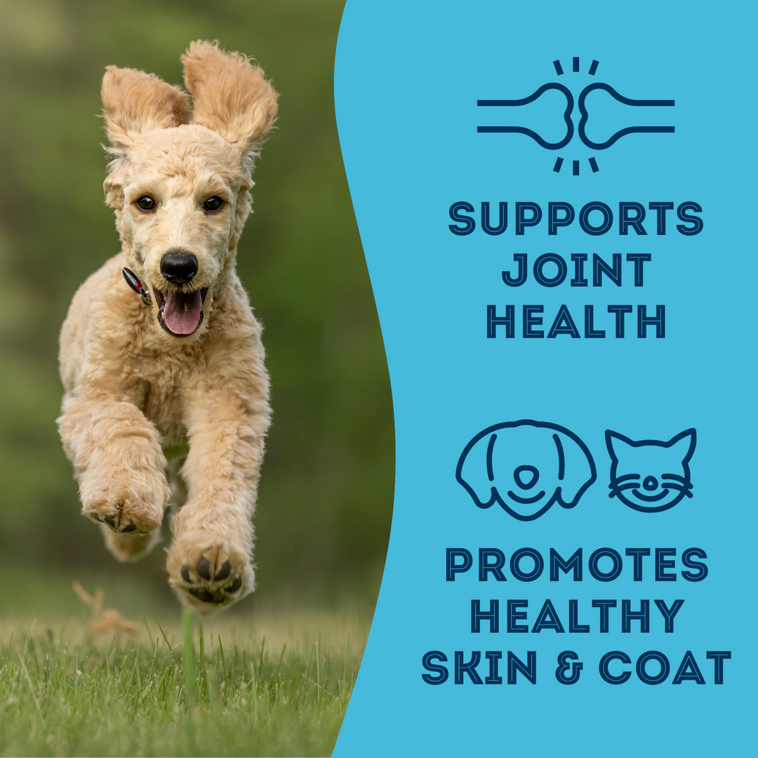 Premium Dehydrated Sardines Treat For Dogs & Cats