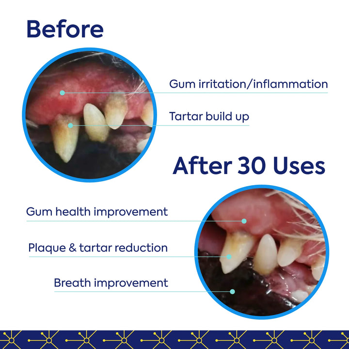 Dental Kits: Protektin42K - Prebiotic Dental Powder for All Pets