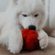 Pepper